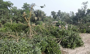 পাঁচবিবিতে জমি সংক্রান্ত বিরোধের জেরে আম বাগান কর্তন