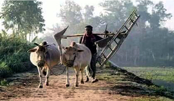 প্রযুক্তির আধুনিকতায় কুমিল্লায় বিলুপ্তির পথে লাঙ্গল দিয়ে জমি চাষ