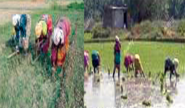 কুমিল্লা দক্ষিনাঞ্চলে নানান কাজে নারী শ্রমিকদের এখন কদর বাড়ছে