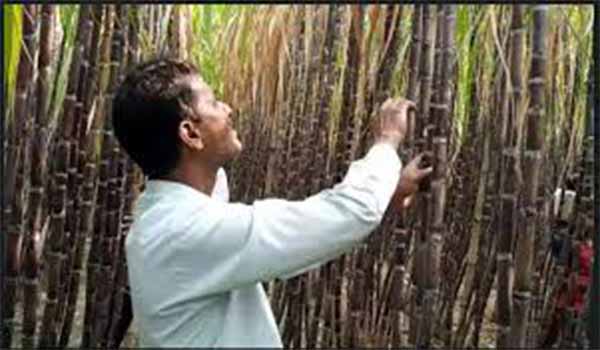 কুষ্টিয়ায় জনপ্রিয় হয়ে উঠেছে 'গ্যান্ডারীআখ' চাষ