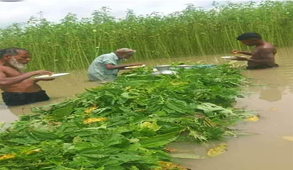 কুমিল্লার দক্ষিনাঞ্চলে পাট চাষে আগ্রহ হারাচ্ছে কৃষক