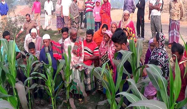 পাঁচবিবিতে ভুট্টা ক্ষেতে মিলল যুবকের মরদেহ