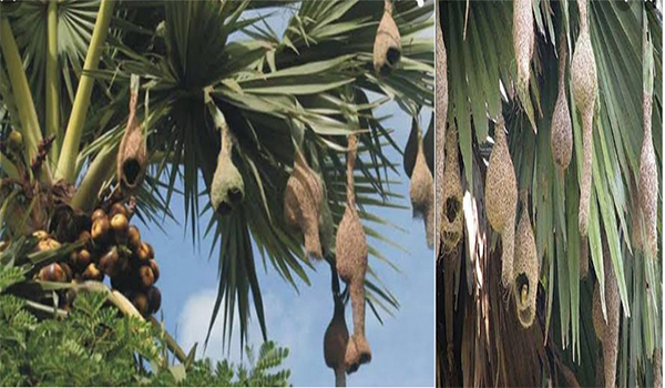 বিলুপ্তির পথে দৃষ্টিনন্দন বাবুই পাখির বাসা