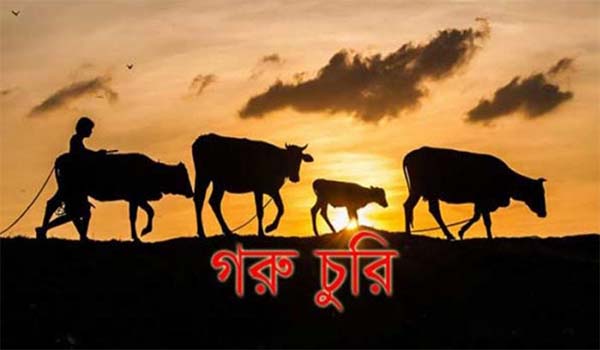 মিরপুরে গরু চুরি বাড়ছে, গত রাতে এক বাড়ীর ৫ টি গরু চুরি