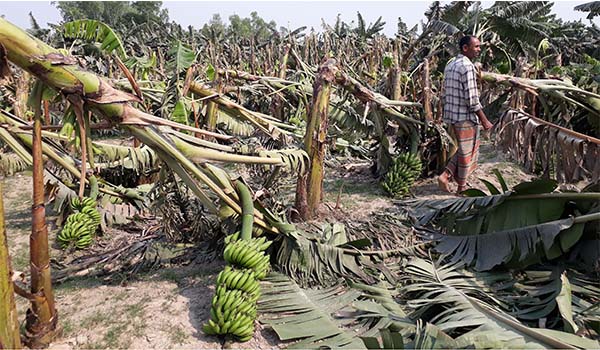 পীরগঞ্জে কালবৈশাখীর ঝড়ে সর্বশান্ত বর্গাচাষী আশরাফুল