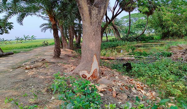 কালীগঞ্জে রাস্তার সরকারি গাছ কেটে সাবাড়