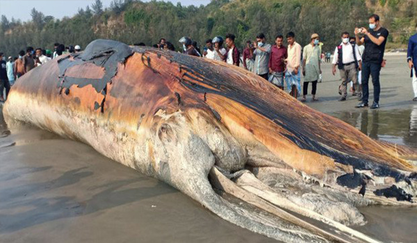 সৈকতে ভেসে এলো দৈত্যাকার মৃত তিমি