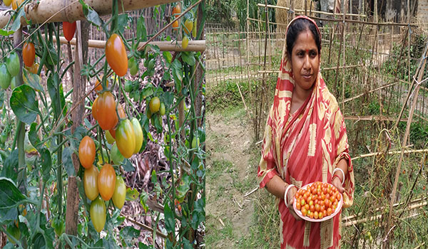 কমলগঞ্জে আঙ্গুরের মতো চেরি জাতের টমেটো চাষ