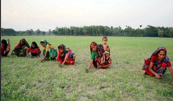 সালথায় পুরুষশূন্য গ্রাম, ক্ষেত সামলাতে শিশুদের নিয়ে মাঠে নারীরা