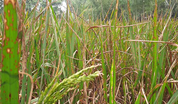 নীলফামারীতে কথিত কীটনাশক ব্যবসায়ীর ভূলে পুড়ে গেল ধান