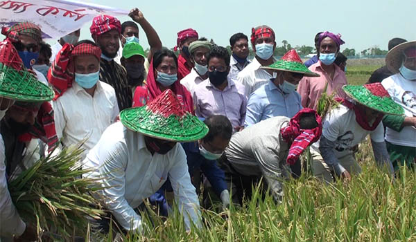 প্রাকৃতিক দুর্যোগ না হলে চলতি মাসে হাওরের ধান কাটা শেষ হবে- মশিউর রহমান