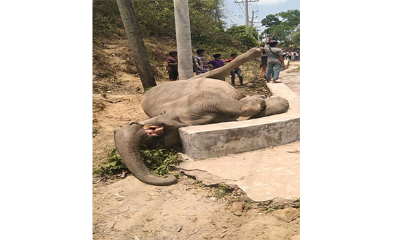 ঈদগাহ-ঈদগড় সড়কের ঢালায় বন্য হাতির অকাল মৃত্যু