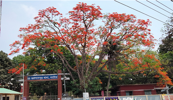 প্রকৃতি সেজেছে লাল-সবুজে, কৃষ্ণচূড়ার রঙে