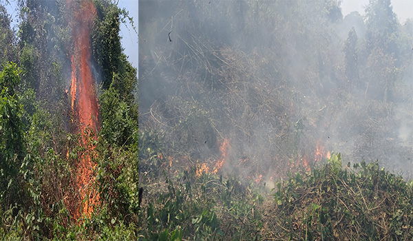 লাউয়াছড়া বনে আগুন লেগে ব্যাপক ক্ষয়ক্ষতি