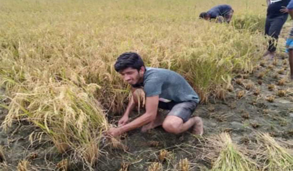 কিশোরগঞ্জে ধানের শীষ দেখে খুশি কৃষক