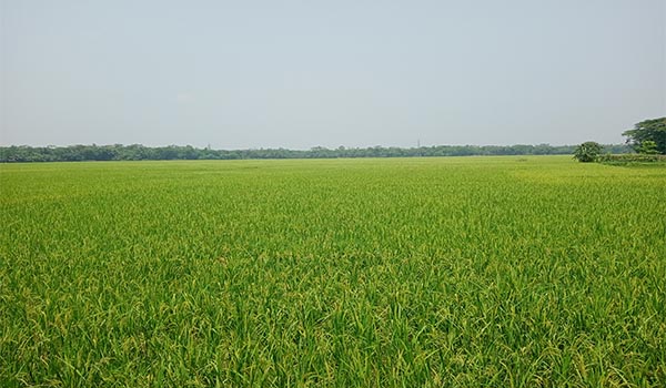 করোনায় শ্রমিক সংকটে ধান কাটা নিয়ে চিন্তিত কৃষক