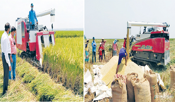 চলতি মৌসুমে মৌলভীবাজারে বোরো ধানের বাম্পার ফলন