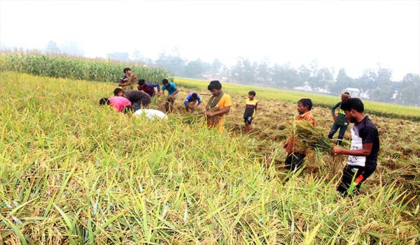 কৃষকের ধান কাটতে এগিয়ে এলো সরিষাবাড়ীর তরুণ ক্রিকেটাররা