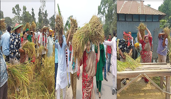 জামালপুরে ধান কেটে দিলেন মহিলা এমপি হোসনে আরা