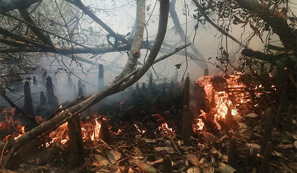 সুন্দরবনে আগুন লেগেছে