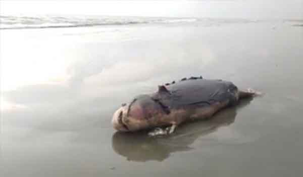 কুয়াকাটা সৈকতে থেকে আরও ২ মৃত ডলফিন উদ্ধার