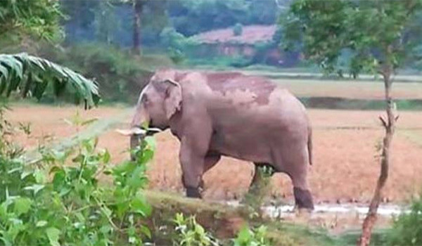 সাতকানিয়ায় হাতির আক্রমণে প্রাণ গেল রোহিঙ্গা যুবকের