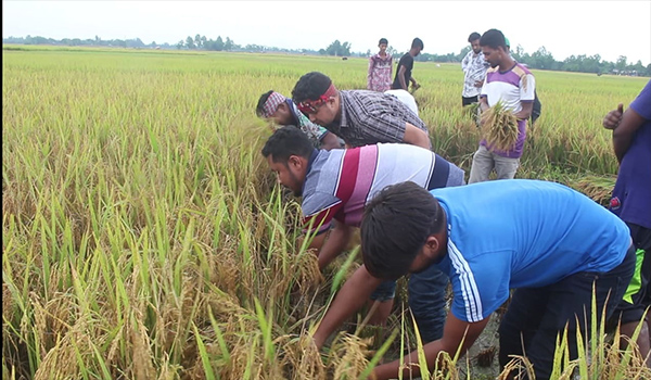 ঠাকুরগাঁওয়ে অসহায় কৃষকদের পাকা ধান কেটে ঘরে তুলে দিল ছাত্রদল