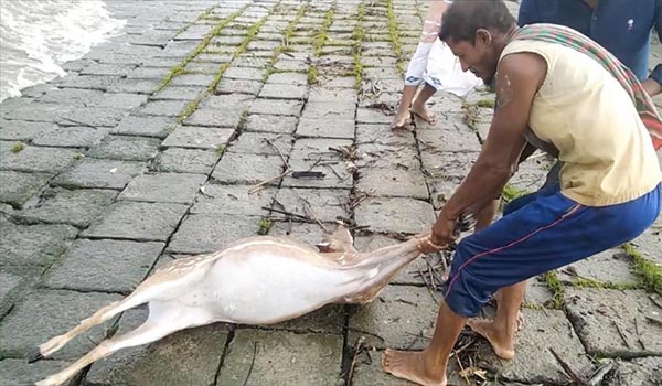 ঘূর্নিঝড় ইয়াসঃ লোকালয়ে ভেসে আসলো সুন্দরবনের ৬ হরিণ, ক্ষয়-ক্ষতির আশঙ্কা