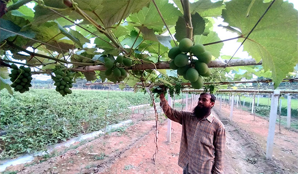 ঝিনাইদহে প্রথম মিষ্টি জাতের আঙ্গুর চাষ করে সফলতা