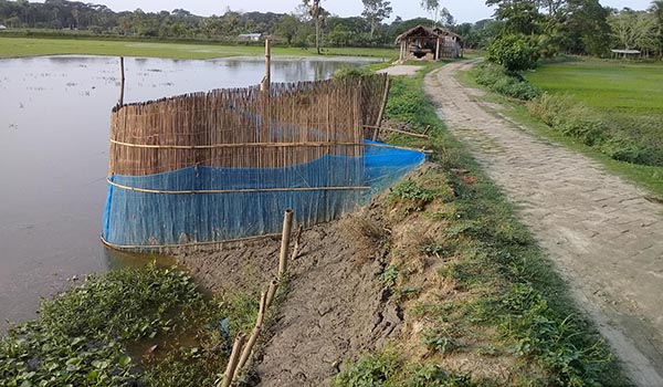 কেশবপুরে পানি নিষ্কাশন পথ বন্ধ করে মাছের ঘের