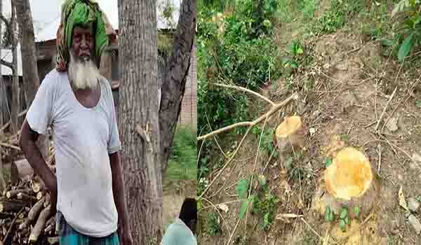 পোড়াদহে রেলের জায়গার অর্ধশত গাছ কেটে নিলো প্রভাবশালী হাজি