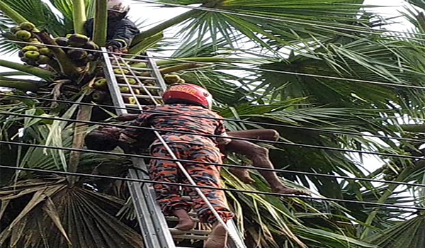 সরিষাবাড়ীতে তাল পাড়তে গিয়ে প্রাণগেল শ্রমিকের