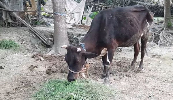 ঝিনাইদহে হঠাৎ বৃষ্টিতে ঘাসে অতিরিক্ত নাইট্রেট মারা যাচ্ছে গরু