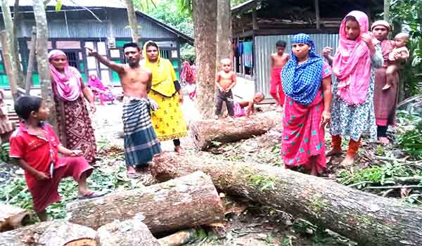 আগৈলঝাড়ায় ক্ষমতাসীন দলের দাপটে সাবেক পুলিশ সদস্যর বাড়ির গাছ কেটে নেয়ার অভিযোগ