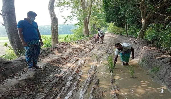 টঙ্গীবাড়ীতে খুড়ে রাখা রাস্তায় ধানের চারা রোপন, ভোগান্তি চরমে