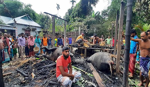 ঈশ্বরগঞ্জে গভীর রাতে আগুনে পুড়লো গরু, হাঁস মুরগীর খামার