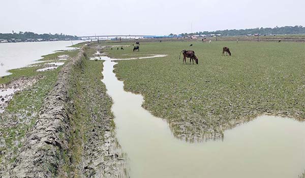 পাইকগাছায় আওয়ামীলীগ নেতাদের দখলে দেড়’শ বিঘা সরকারি জমি