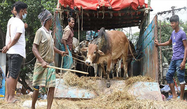 ট্রাকে করে ঢাকায় ঢুকছে কোরবানির পশু, মানা হচ্ছে না স্বাস্থ্যবিধি