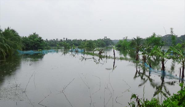 টানা বৃষ্টিতে সাতক্ষীরার ৬০ ভাগ ঘের ও পুকুর ভেসে গেছে