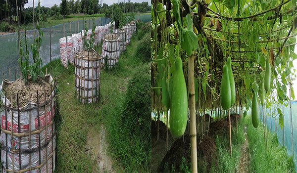 কমলগঞ্জে জলবায়ু সহিষ্ণু পদ্ধতিতে সবজি চাষ