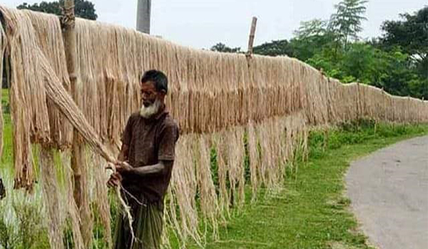 কুষ্টিয়ায় পাটের ফলন কম হলেও সন্তোষজনক দামে খুশি চাষিরা