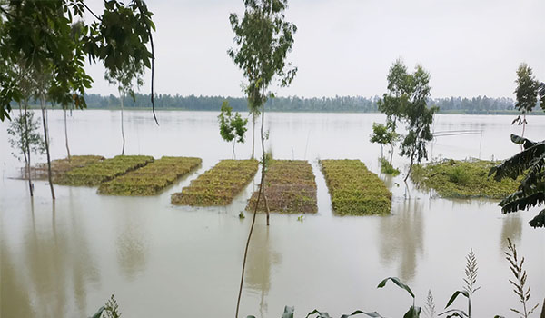 কুড়িগ্রামে ধরলা নদীর পানি ৭ সে.মিটার বিপদসীমার উপর দিয়ে প্রবাহিত হচ্ছে