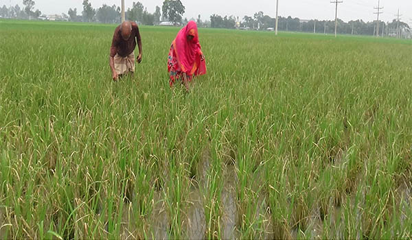 কালাইয়ে দুর্বৃত্তের বিষে পুড়ল ধানক্ষেত