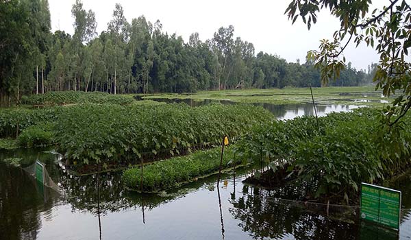 উলিপুরে জনপ্রিয় হয়ে উঠছে ভাসমান বেডে সবজি চাষ