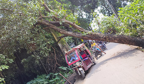 সরিষাবাড়ীতে রাস্তার উপর গাছ হেলে পড়ায় দূর্ঘটনার আশঙ্কা