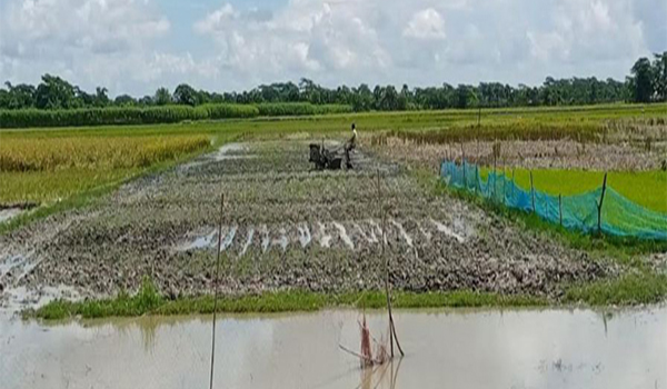 আমতলীতে জমিতে চাষাবাদ না করেই ধান কাটার মামলা, হয়রানীর অভিযোগ