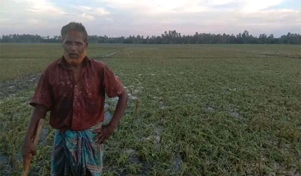 কুড়িগ্রামের ফুলবাড়ীতে বন‍্যায় আমনের ক্ষতি