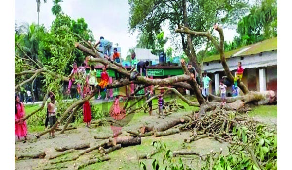 বিদ্যালয়ের শত বছরের পুরোনো দুটি গাছ কেটে নিলেন আ.লীগ নেতা