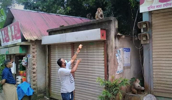 শ্রীনগরে খাহ্রায় ঘুরে বেড়াচ্ছে বানরের দল