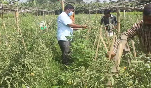 জয়পুরহাটে গ্রীষ্মকালীন টমেটো চাষ করে ভাগ্য বদলেছেন কৃষক